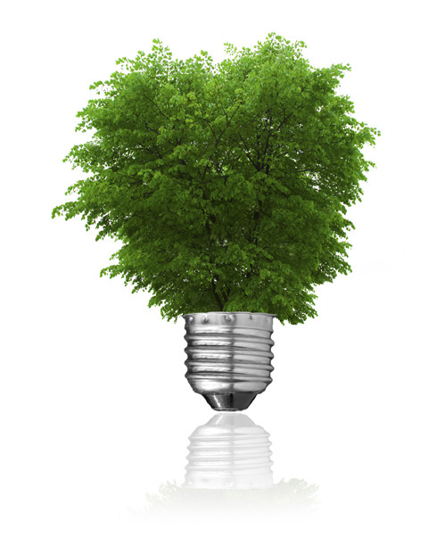 Light bulb and green tree growing from it isolated on white. Renewable energy and ecology concept